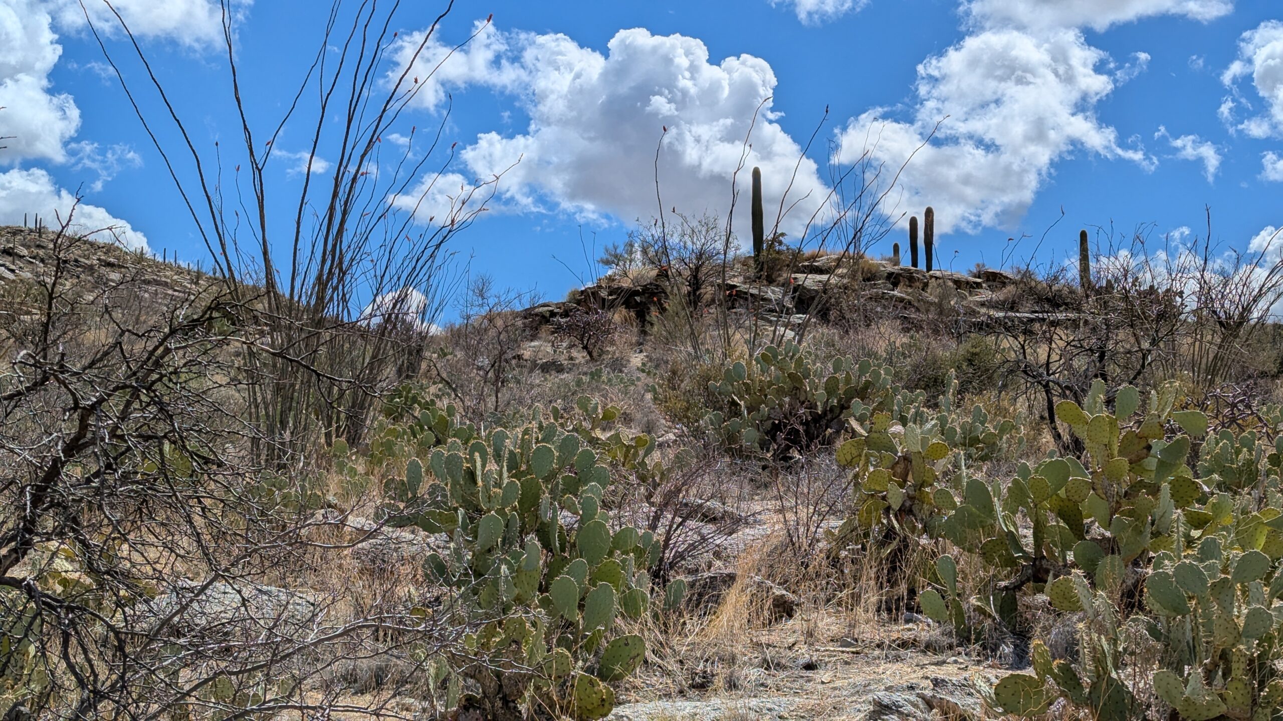 Saguaro National Park